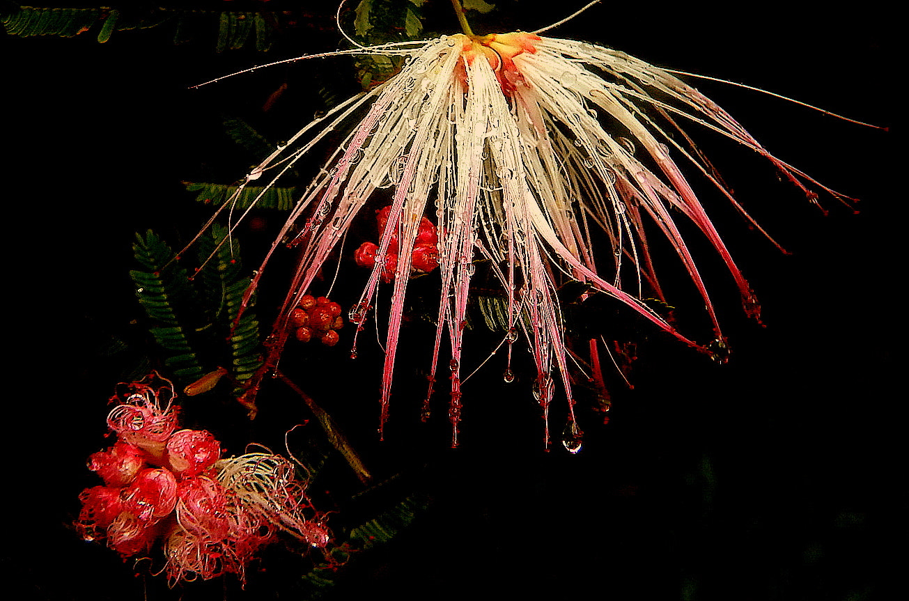 Fujifilm FinePix SL1000 sample photo. In the garden .... photography