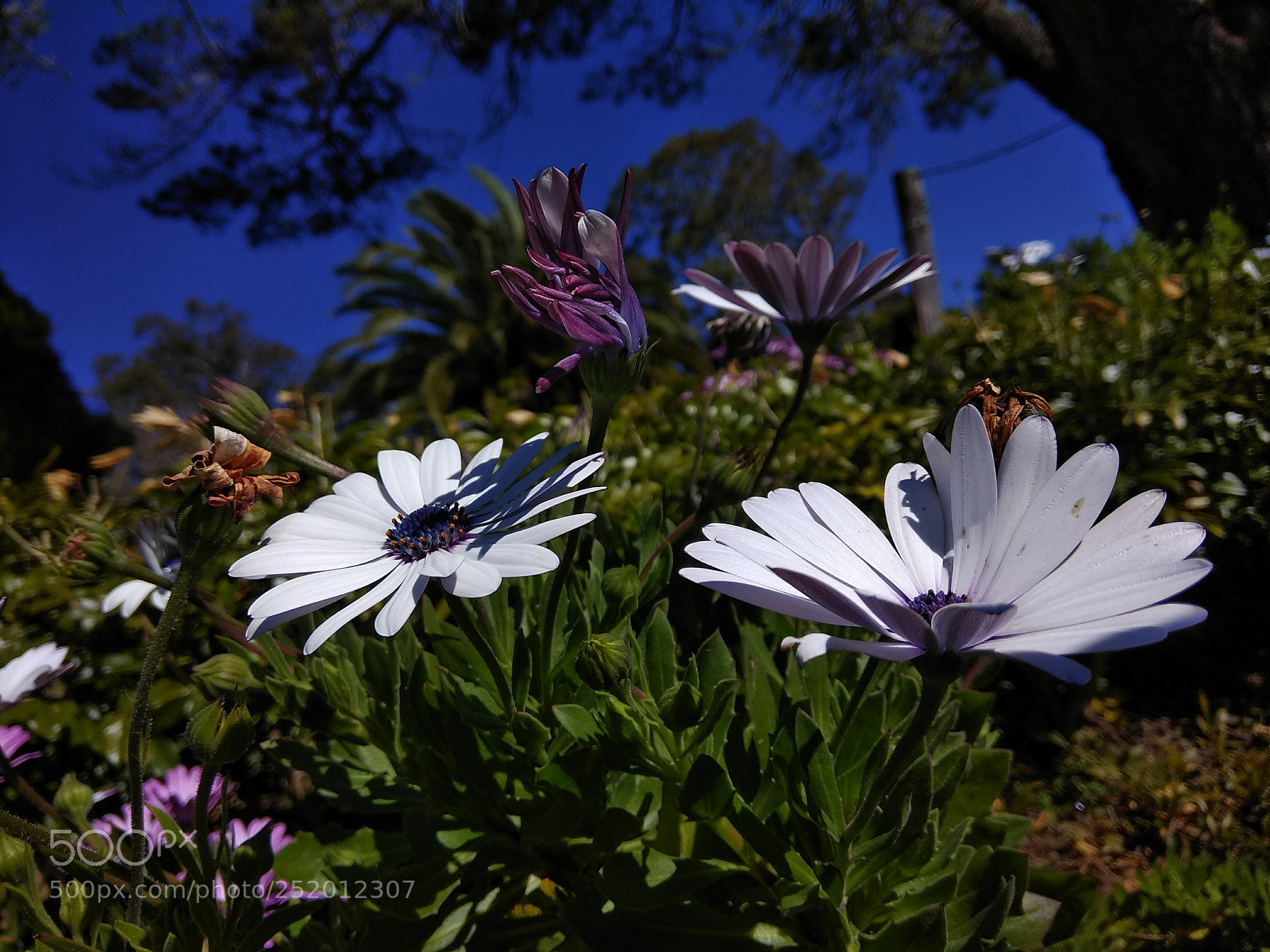 Xiaomi Redmi Note 4 sample photo. Flowers photography