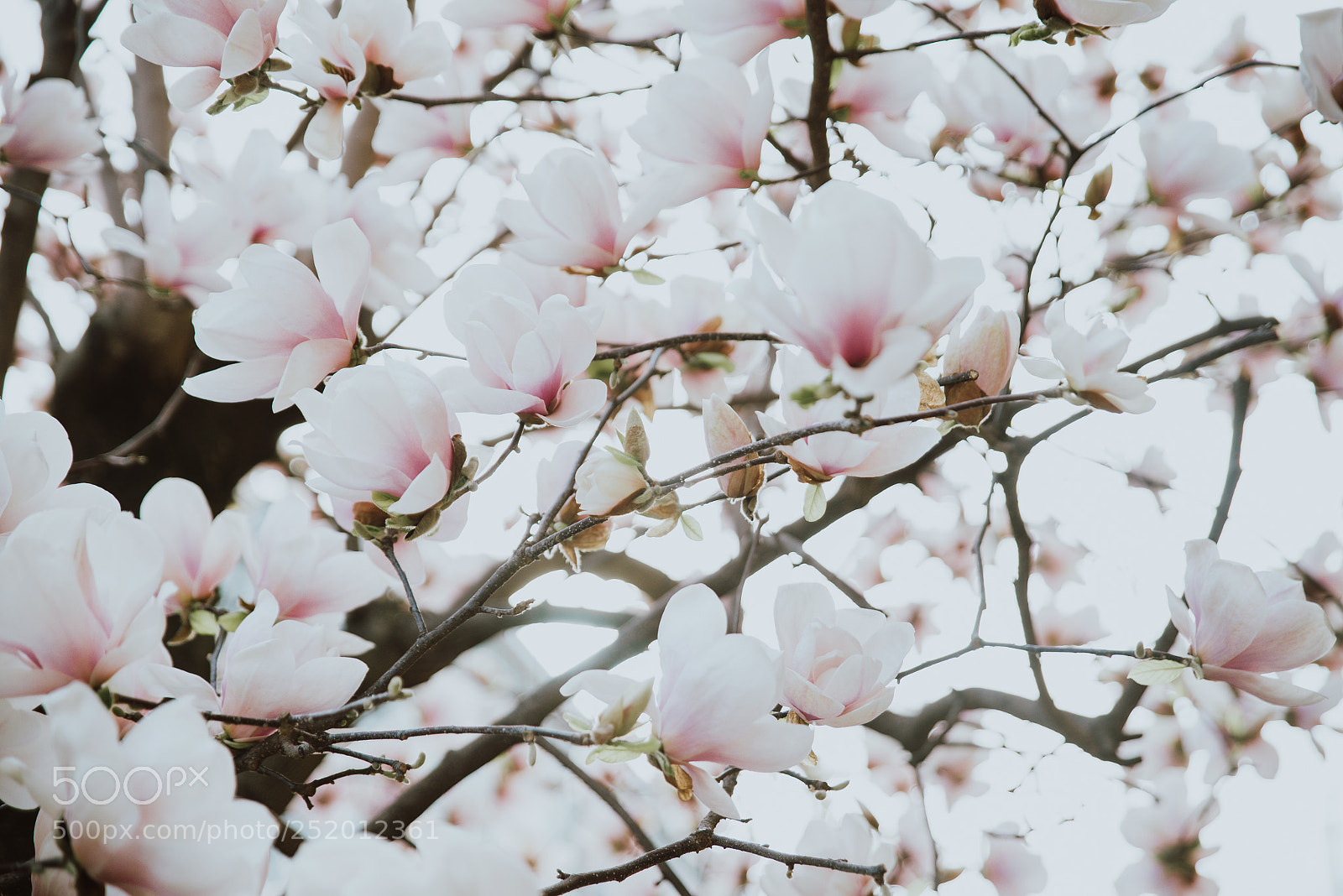 Nikon D610 sample photo. Beautiful magnolia flowers during photography