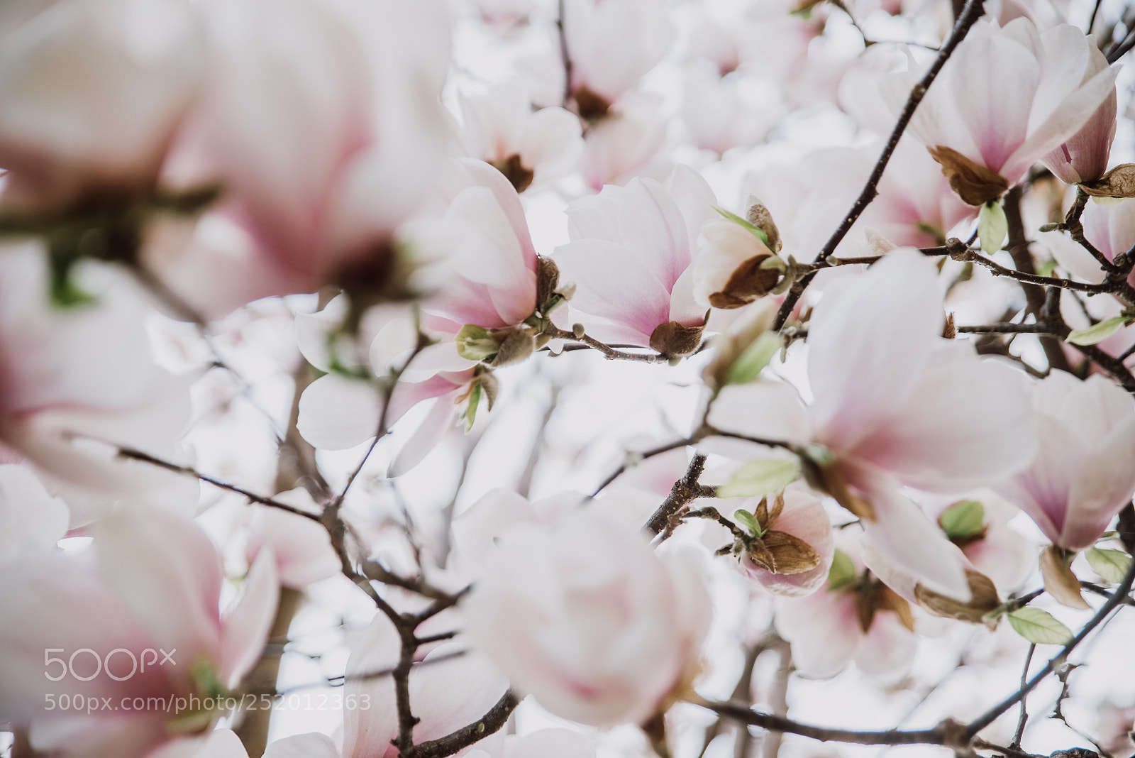 Nikon D610 sample photo. Beautiful magnolia flowers during photography