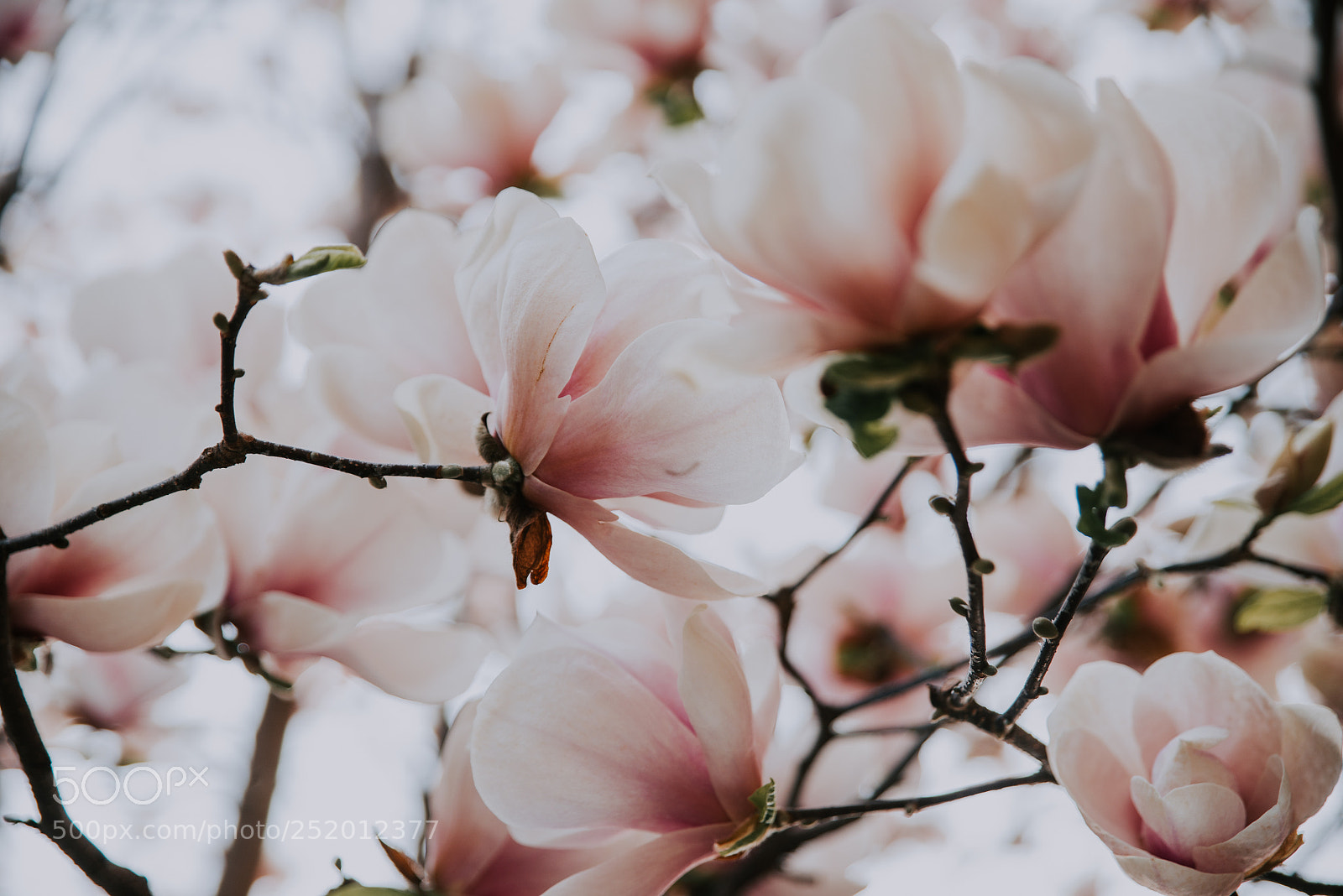 Nikon D610 sample photo. Beautiful magnolia flowers during photography