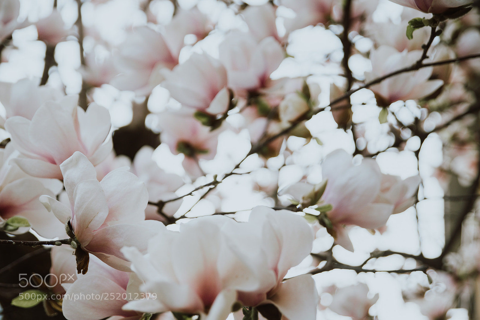 Nikon D610 sample photo. Beautiful magnolia flowers during photography
