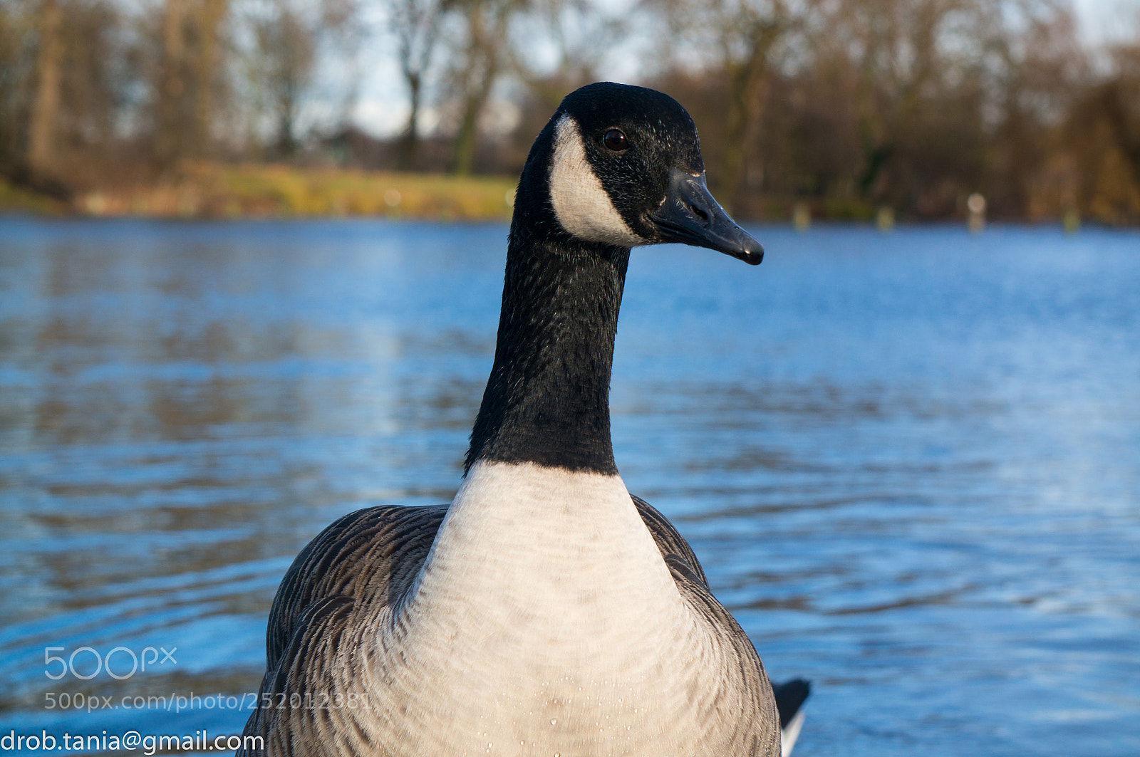 Sony Alpha NEX-5T sample photo. Wet duck photography