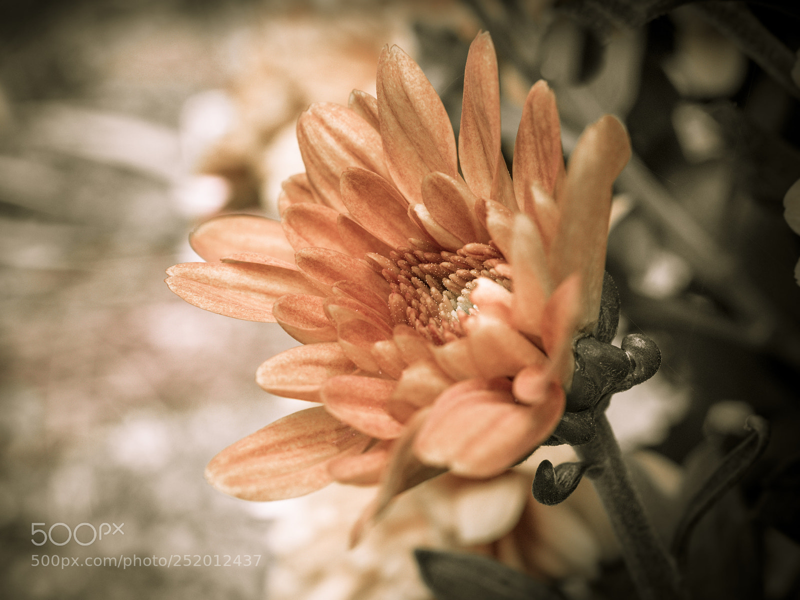 Olympus OM-D E-M1 sample photo. Beautiful flower photography