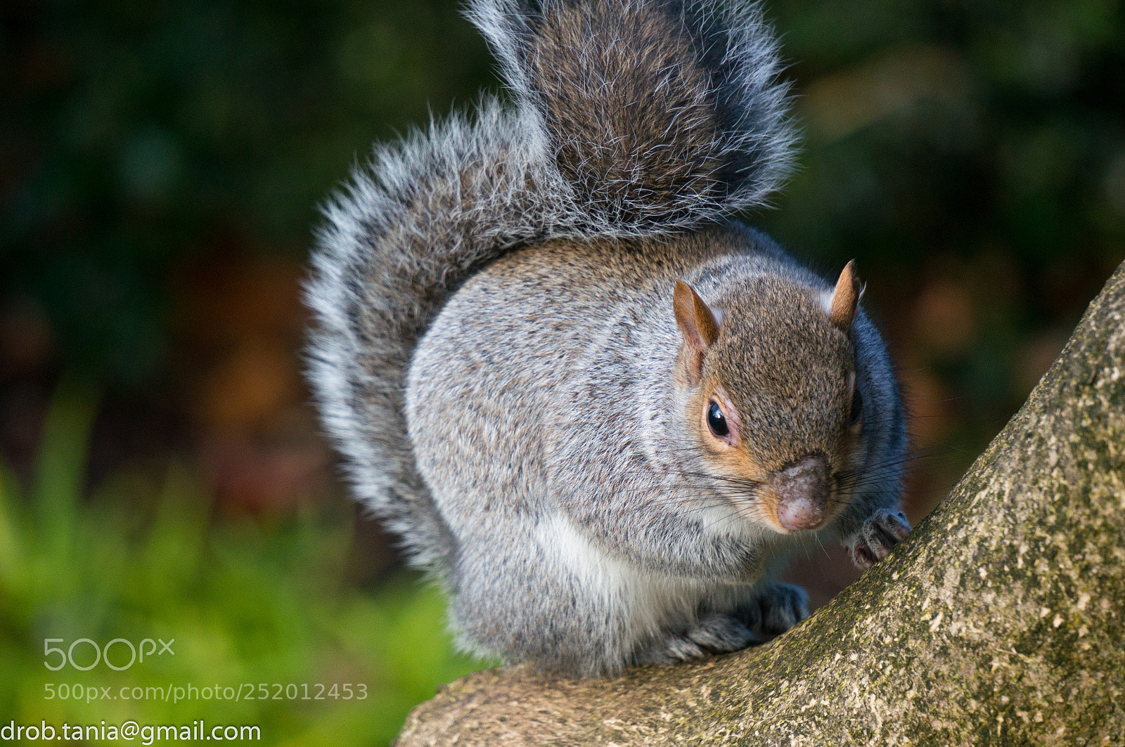 Sony Alpha NEX-5T sample photo. Squirrel time photography