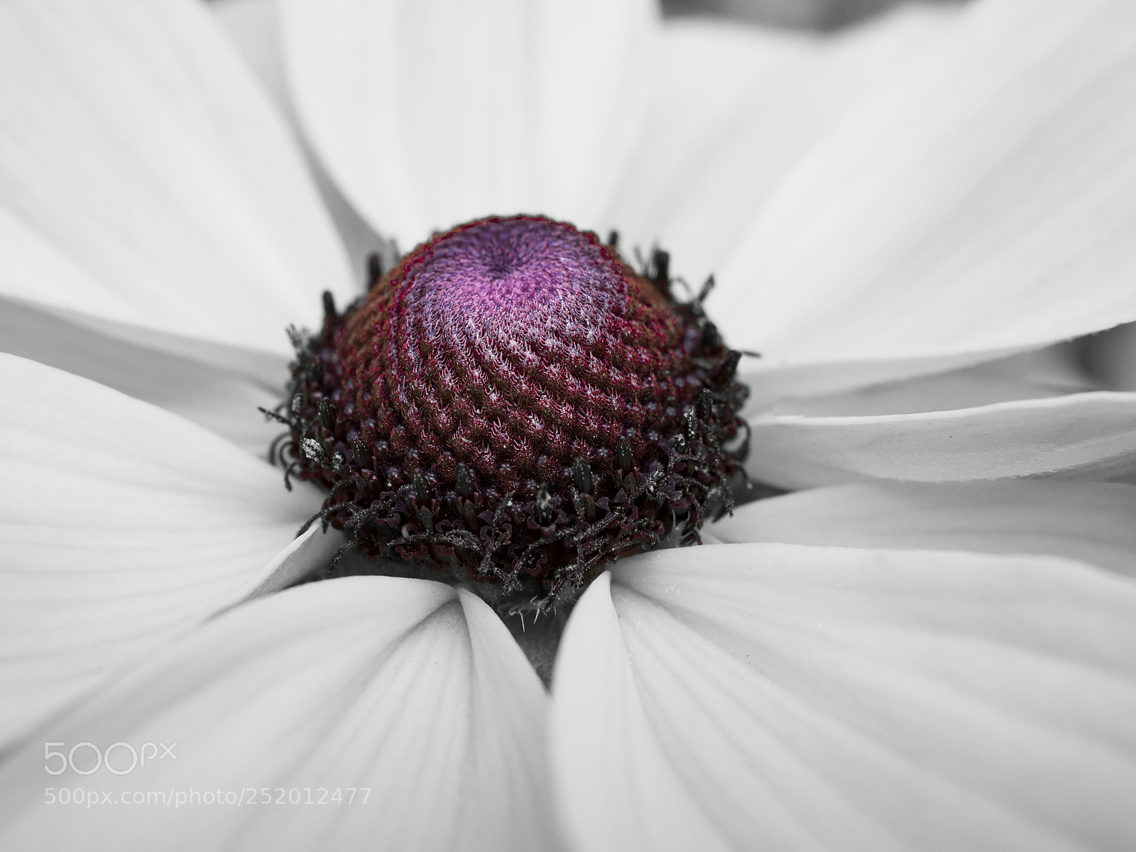 Olympus OM-D E-M1 sample photo. Beautiful flower photography