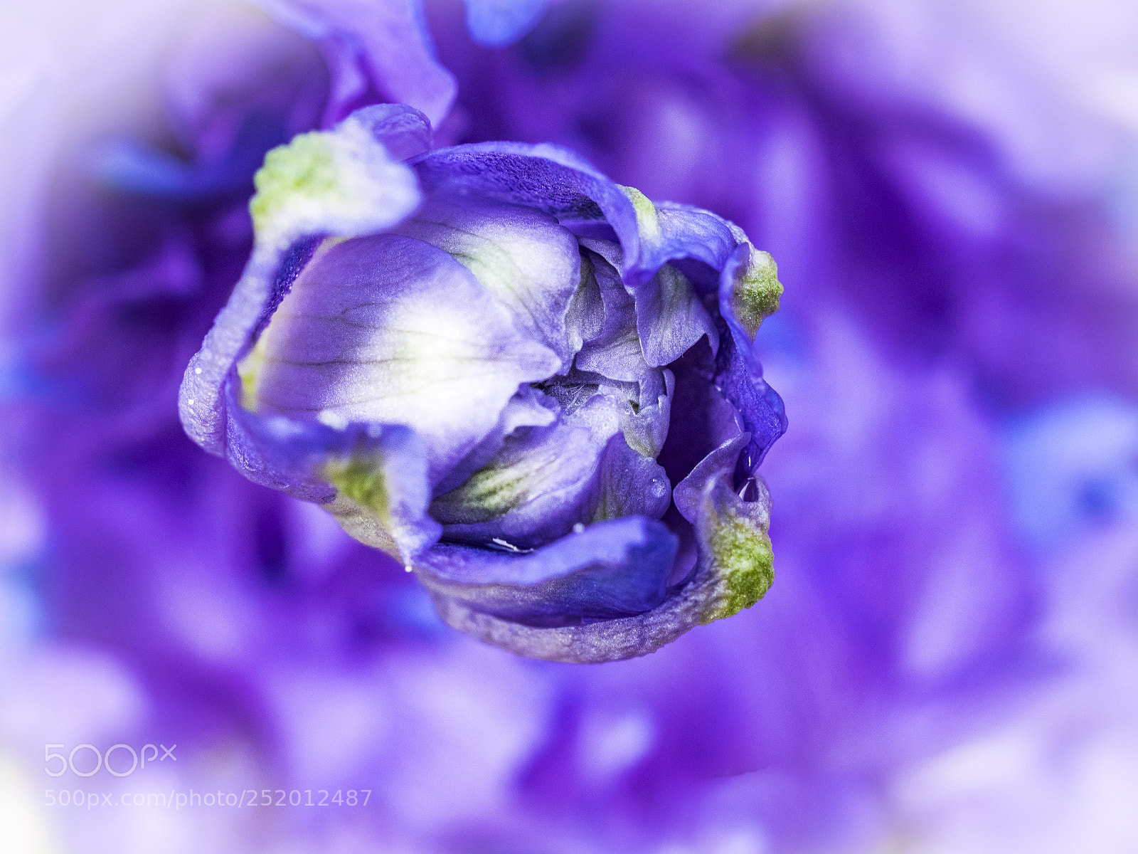 Olympus OM-D E-M1 sample photo. Beautiful flower photography