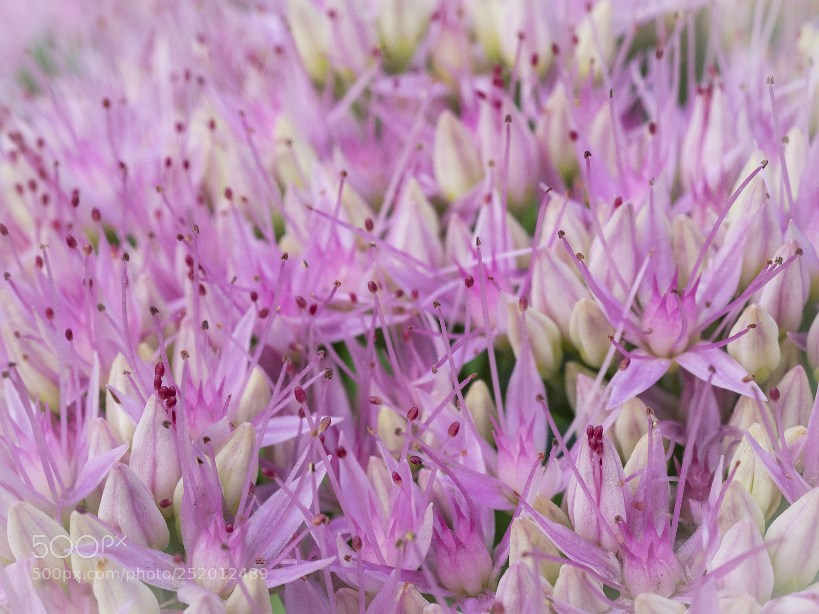 Olympus OM-D E-M1 sample photo. Beautiful flower photography
