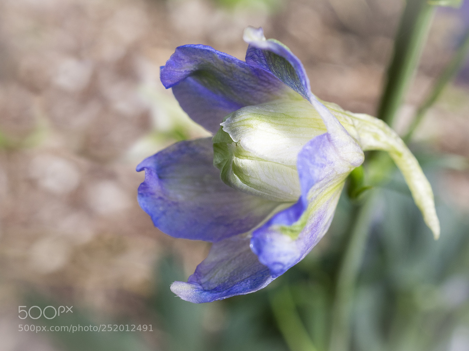 Olympus OM-D E-M1 sample photo. Beautiful flower photography