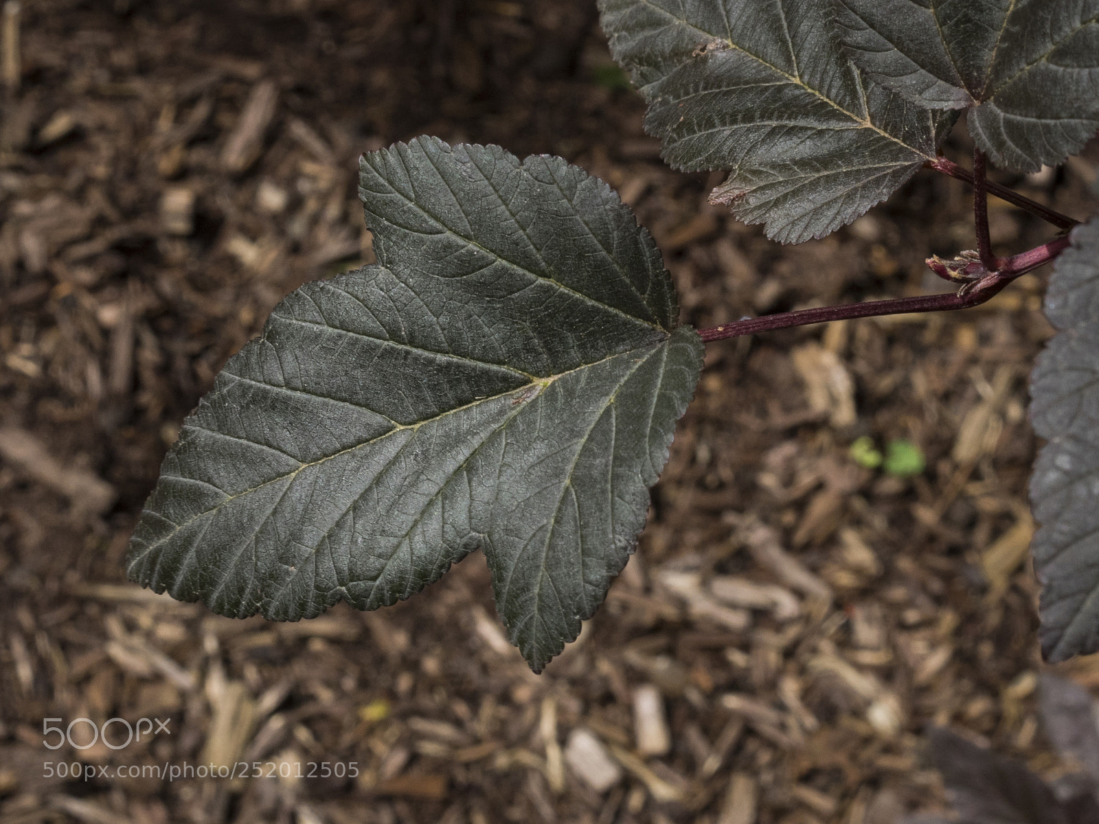 Olympus OM-D E-M1 sample photo. Leaf photography