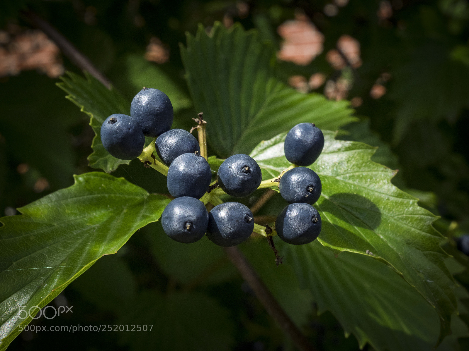 Olympus OM-D E-M1 sample photo. Wild raisin - swamp photography