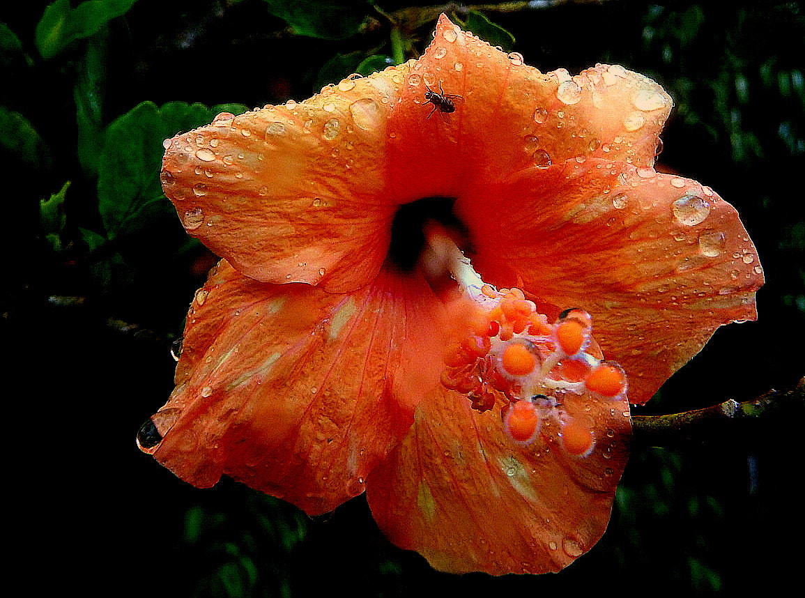 Fujifilm FinePix SL1000 sample photo. Colors and drops ... photography
