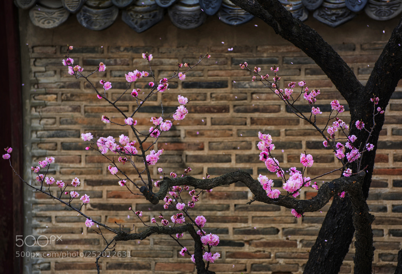 Nikon D810 sample photo. Untitled photography