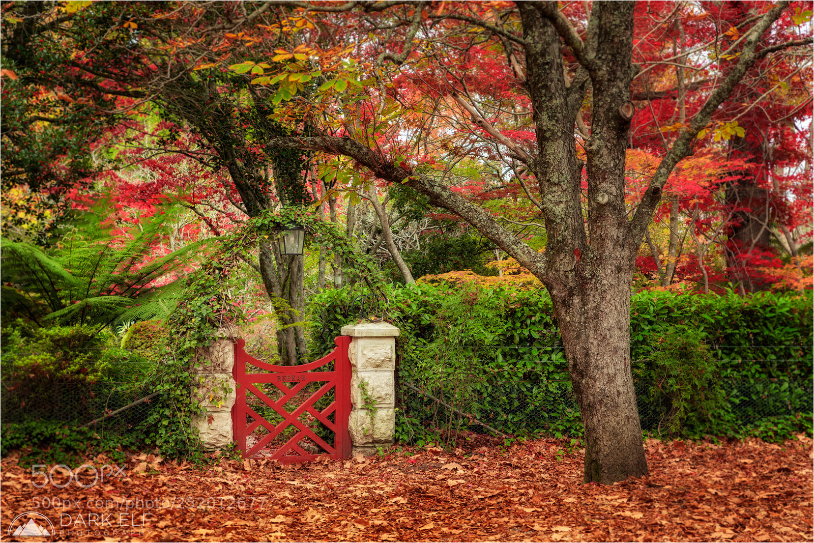 Canon EOS 5D Mark IV sample photo. Secret garden photography