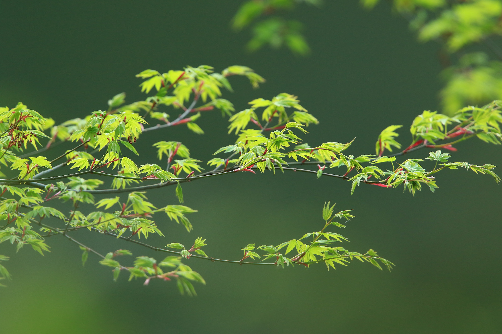 Canon EOS 7D Mark II + Canon EF 400mm F2.8L IS USM sample photo. Momiji もみじ photography