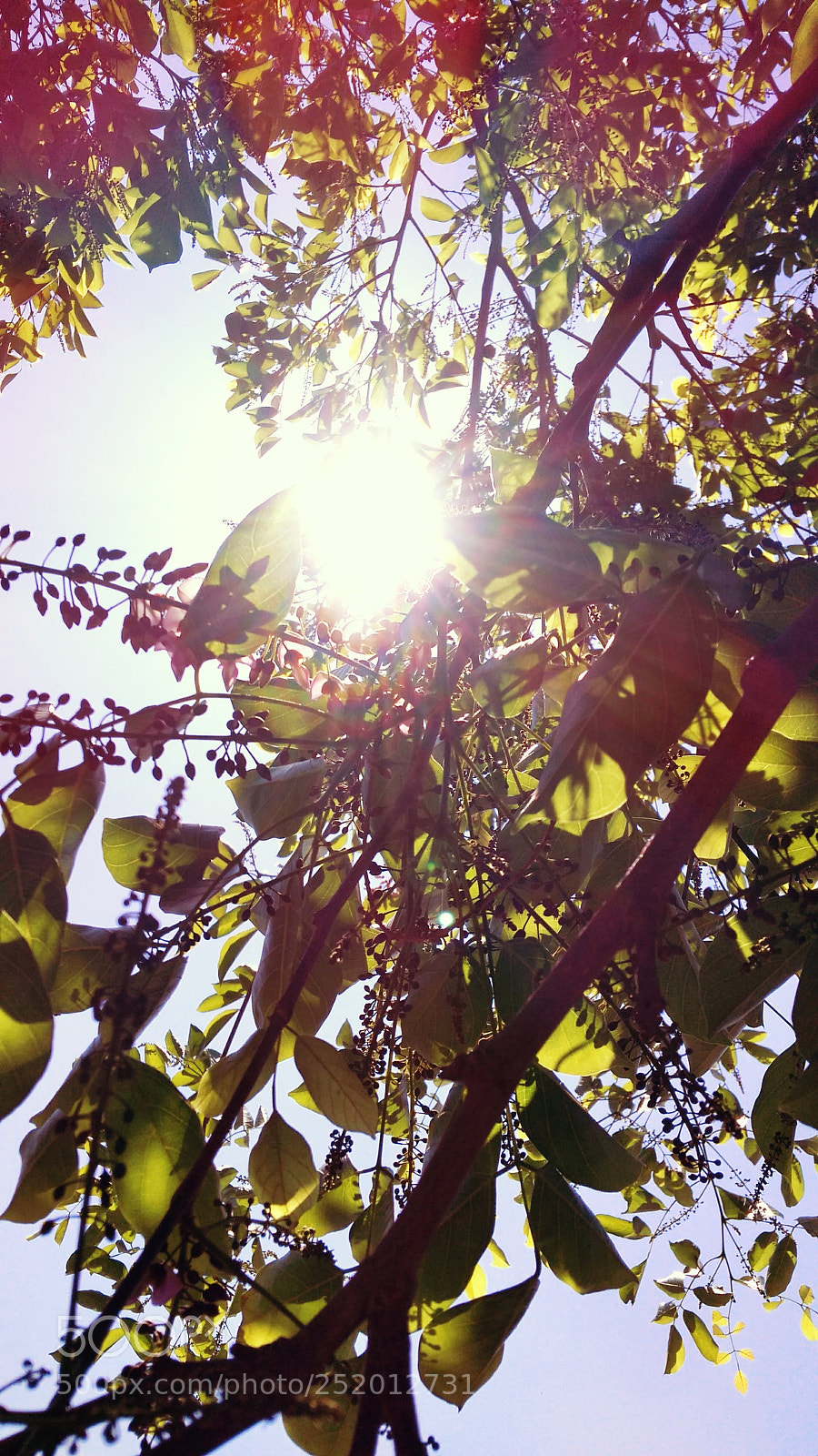 Xiaomi Redmi 4A sample photo. Bright summers photography
