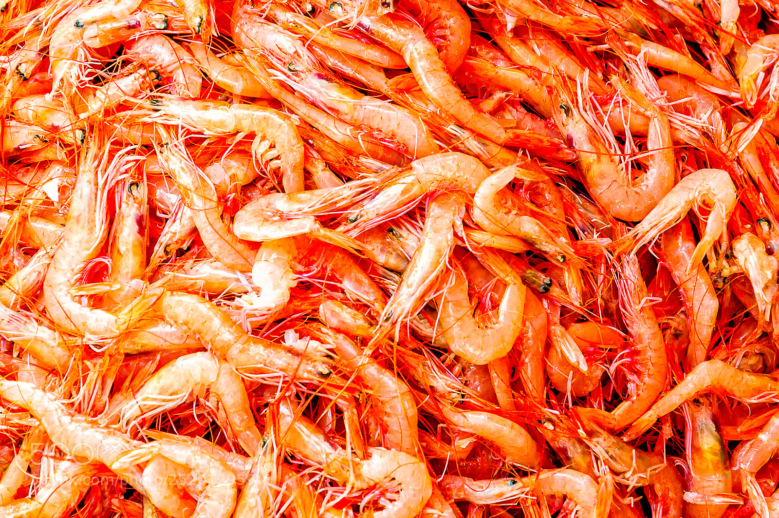 Nikon D90 sample photo. Prawn photography