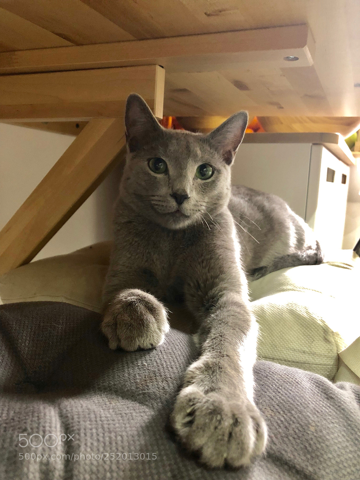 Apple iPhone X sample photo. 47. my cat photography