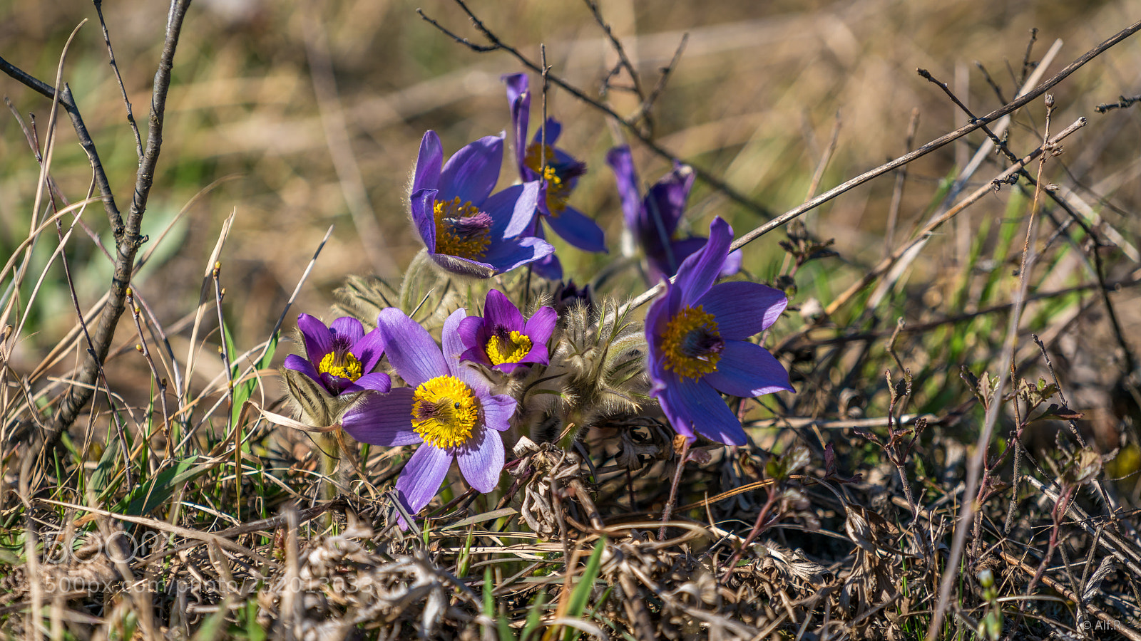Sony a7R II sample photo. This is the wachau photography