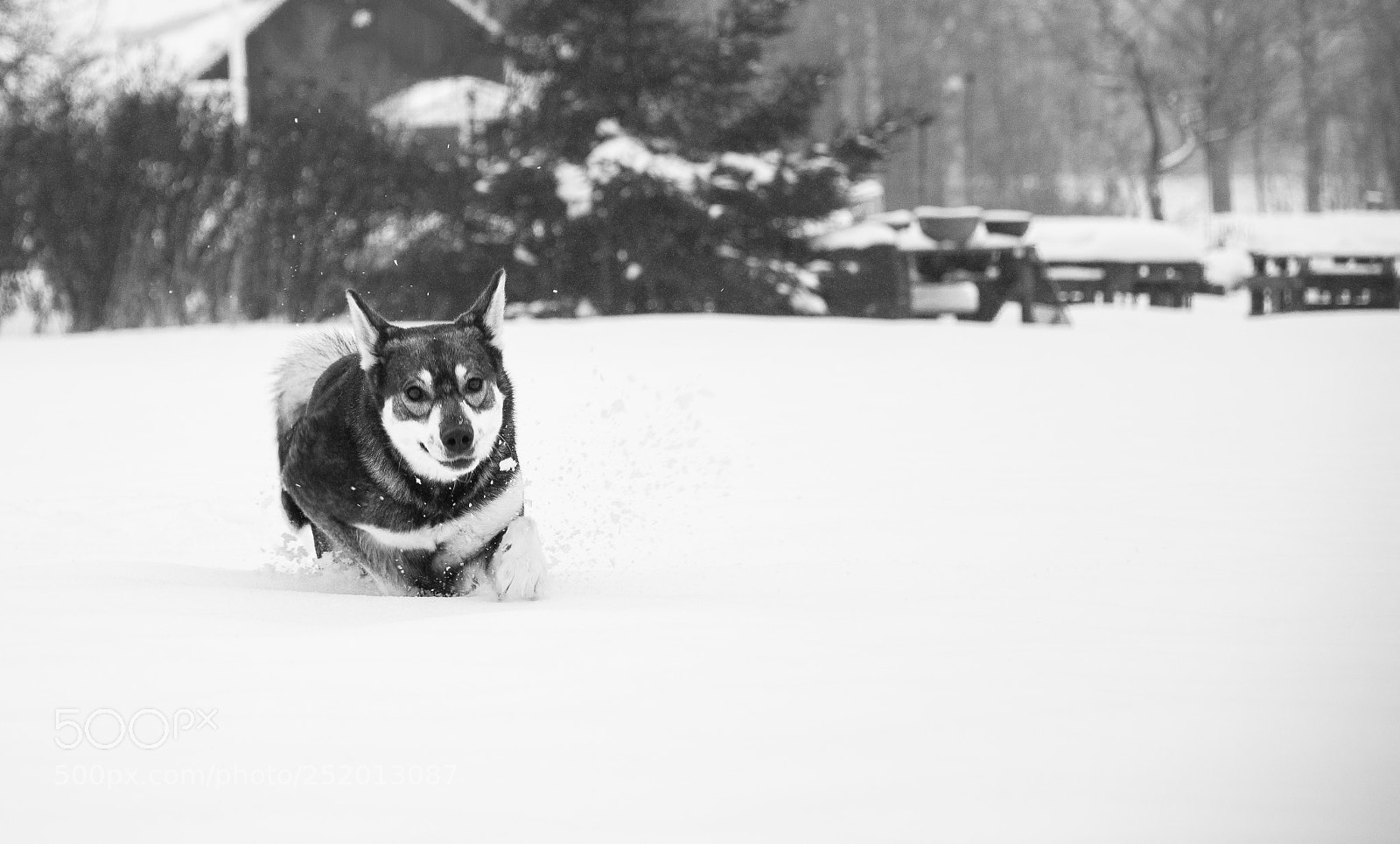 Nikon D7200 sample photo. Winter dog photography