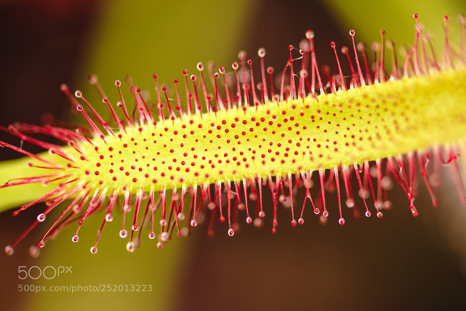 Sony a7R III sample photo. Red dots photography