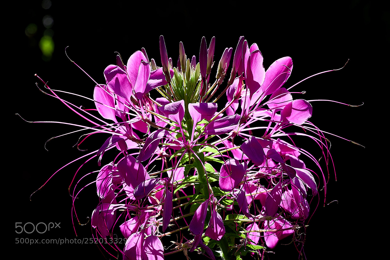 Sony a7 sample photo. Abg_180331_7 photography