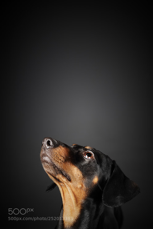 Canon EOS 5DS sample photo. Dachshund looking up photography