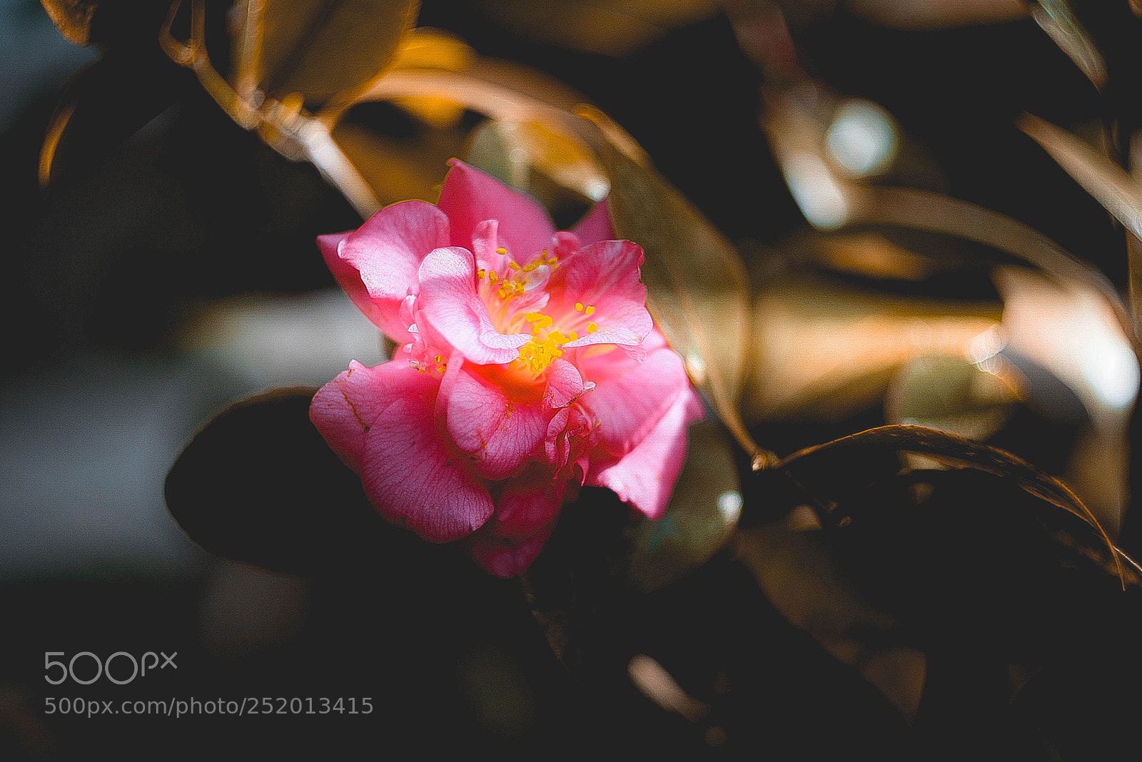 Canon EOS-1D Mark II N sample photo. Img photography