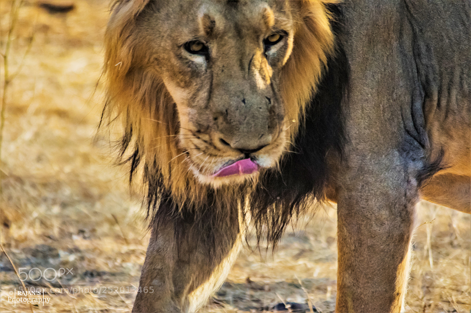 Nikon D3400 sample photo. Asiatic lion photography