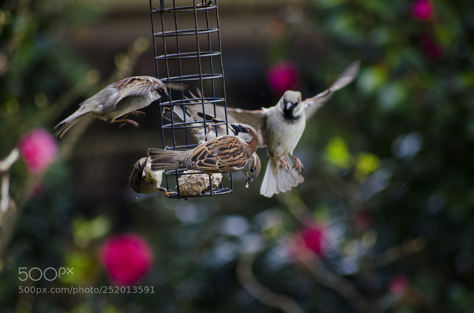 Nikon D7000 sample photo. Feeding frenzy photography
