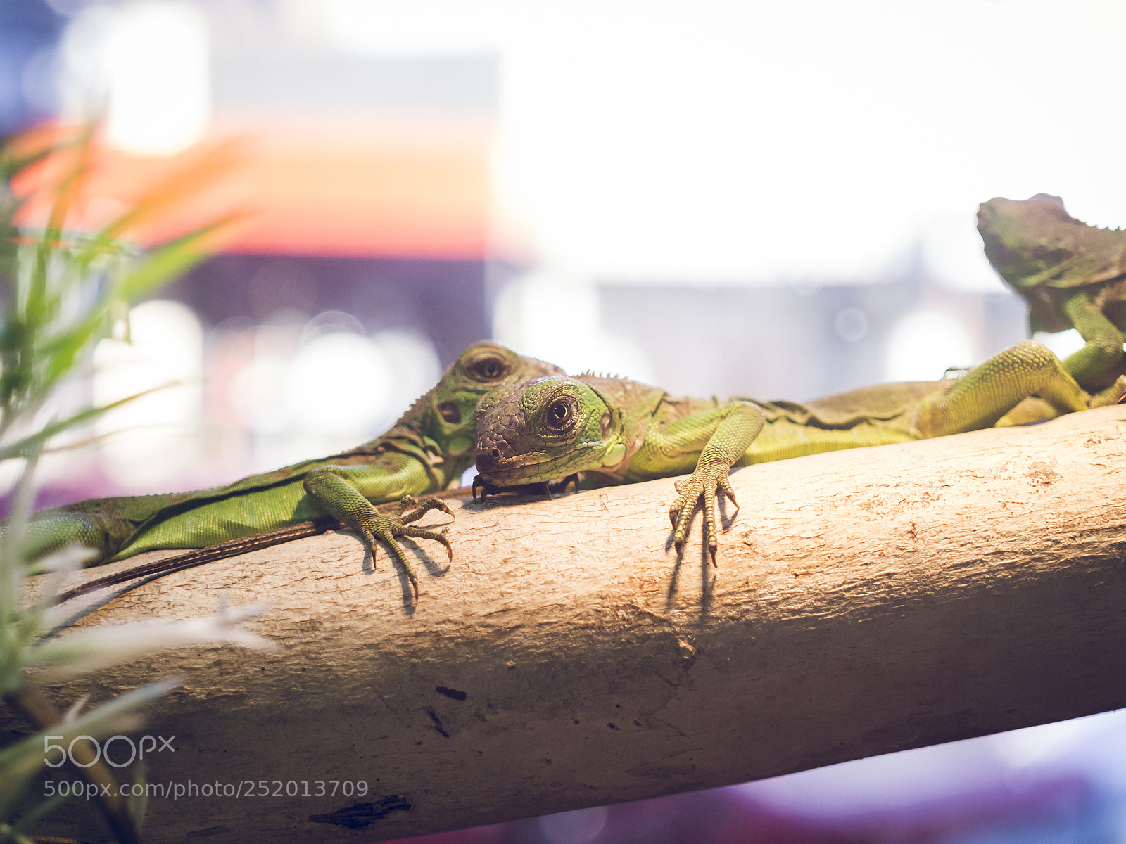Olympus OM-D E-M10 II sample photo. Iguanas friends. photography