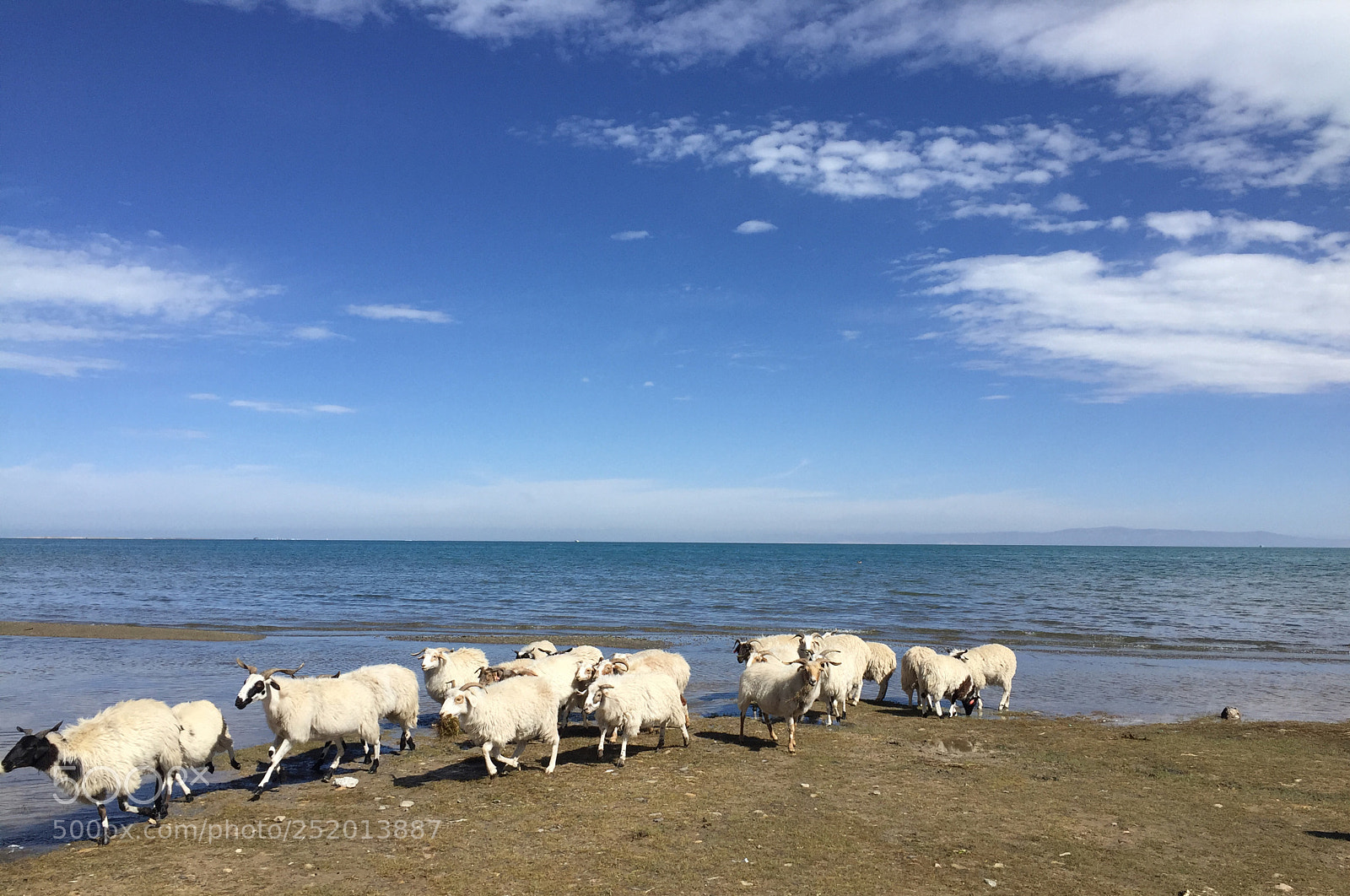 Apple iPhone 6 sample photo. Goat in qinghai lake photography