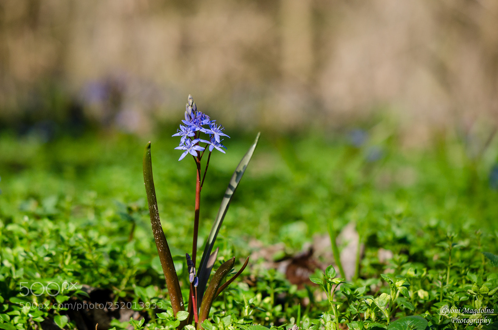 Nikon D7000 sample photo. Scilla photography