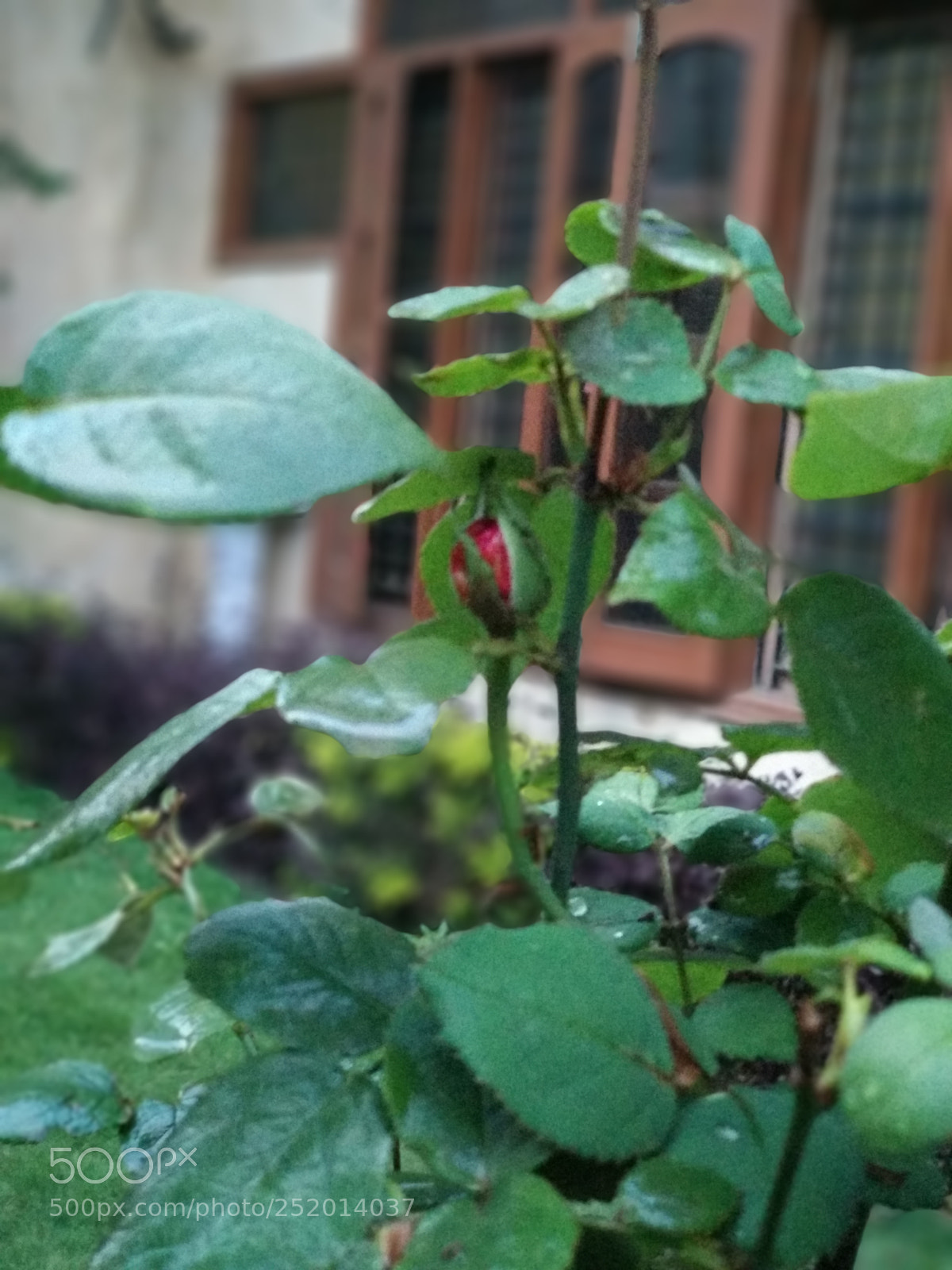 Xiaomi Mi A1 sample photo. Budding rose ? photography