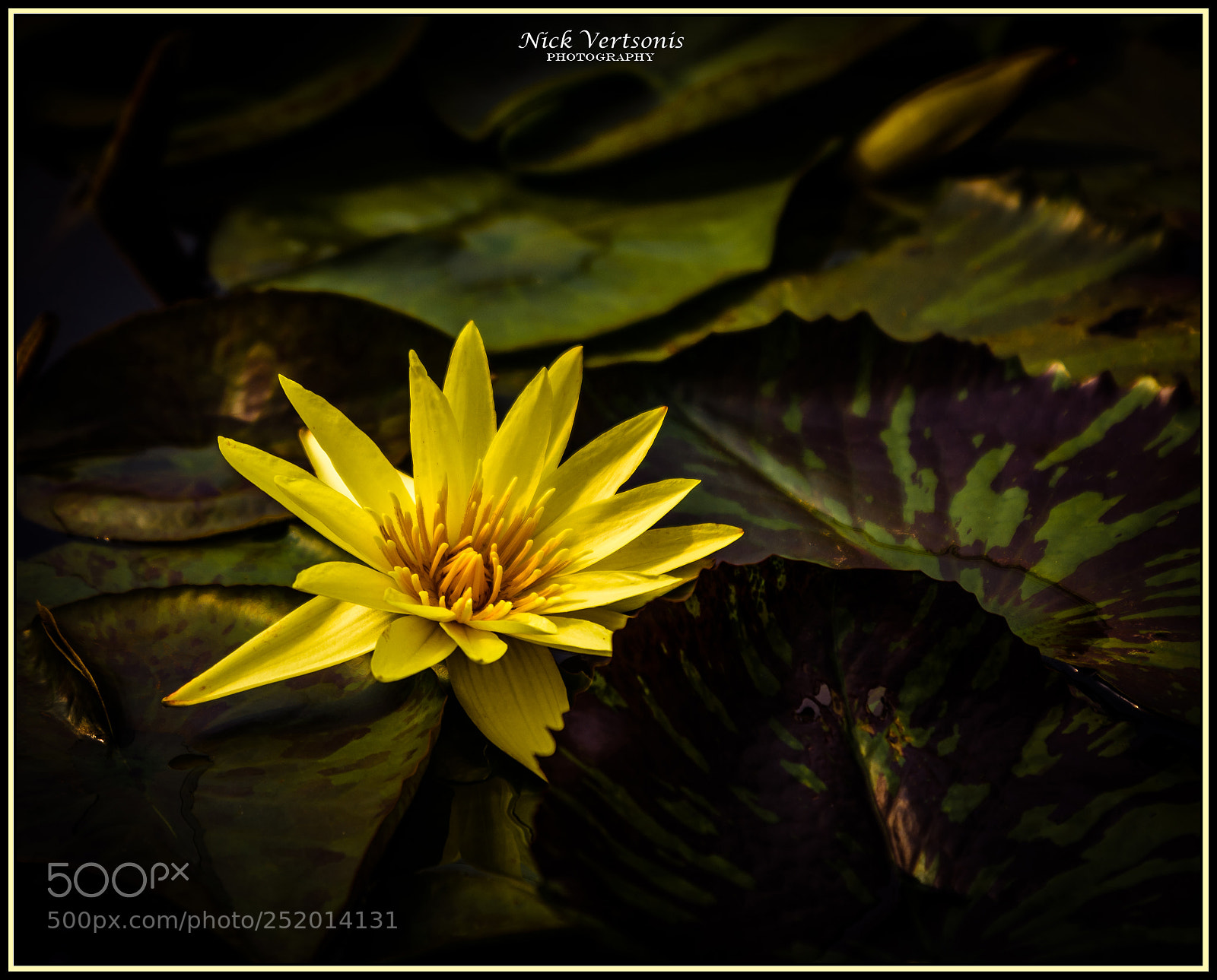 Nikon D7200 sample photo. Golden surprise... photography