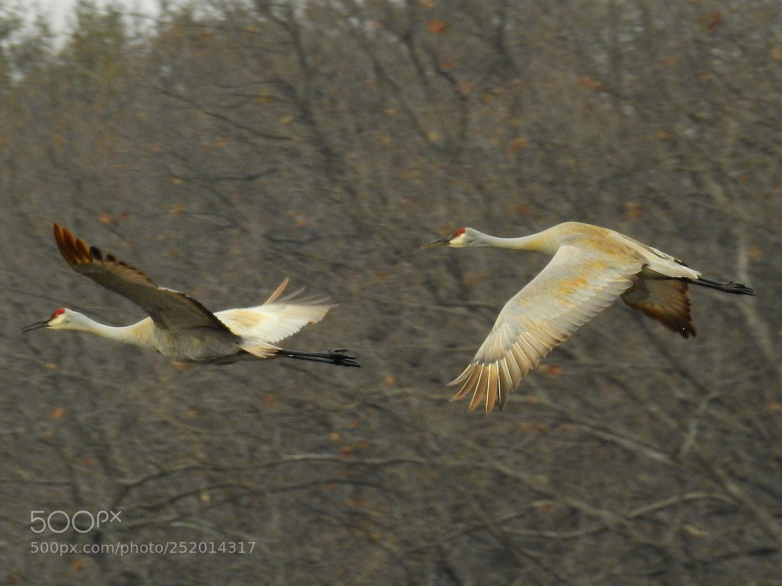 Nikon Coolpix P900 sample photo. Sandhill cranes photography