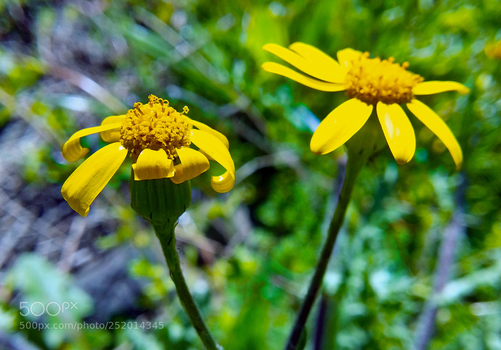 Samsung Galaxy Note2 sample photo. Flower photography