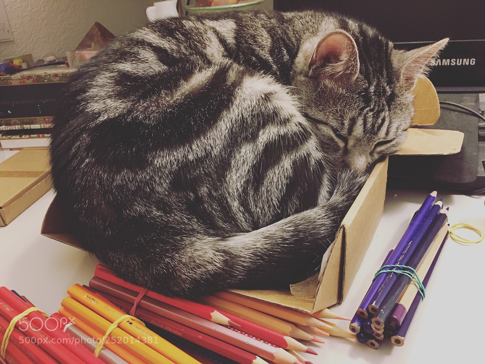 Apple iPhone 6s Plus sample photo. The cat is sleeping photography