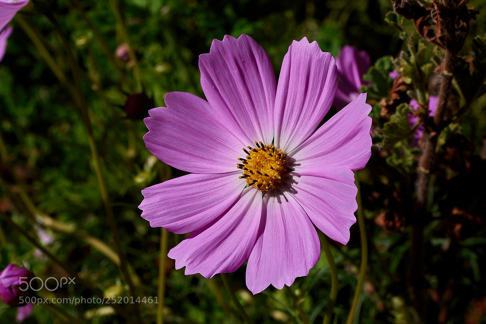 Sony a7 sample photo. Abg_180331_4 photography