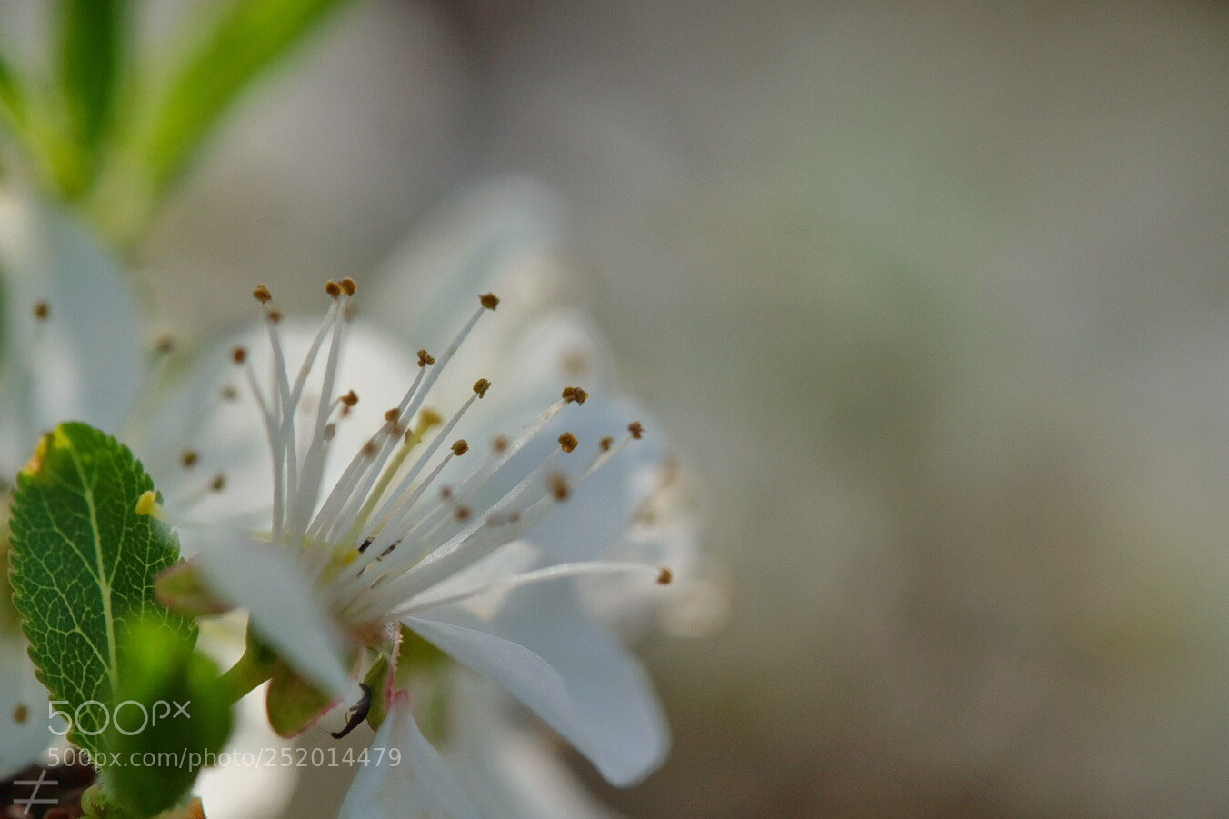 Fujifilm X-T10 sample photo. White  photography