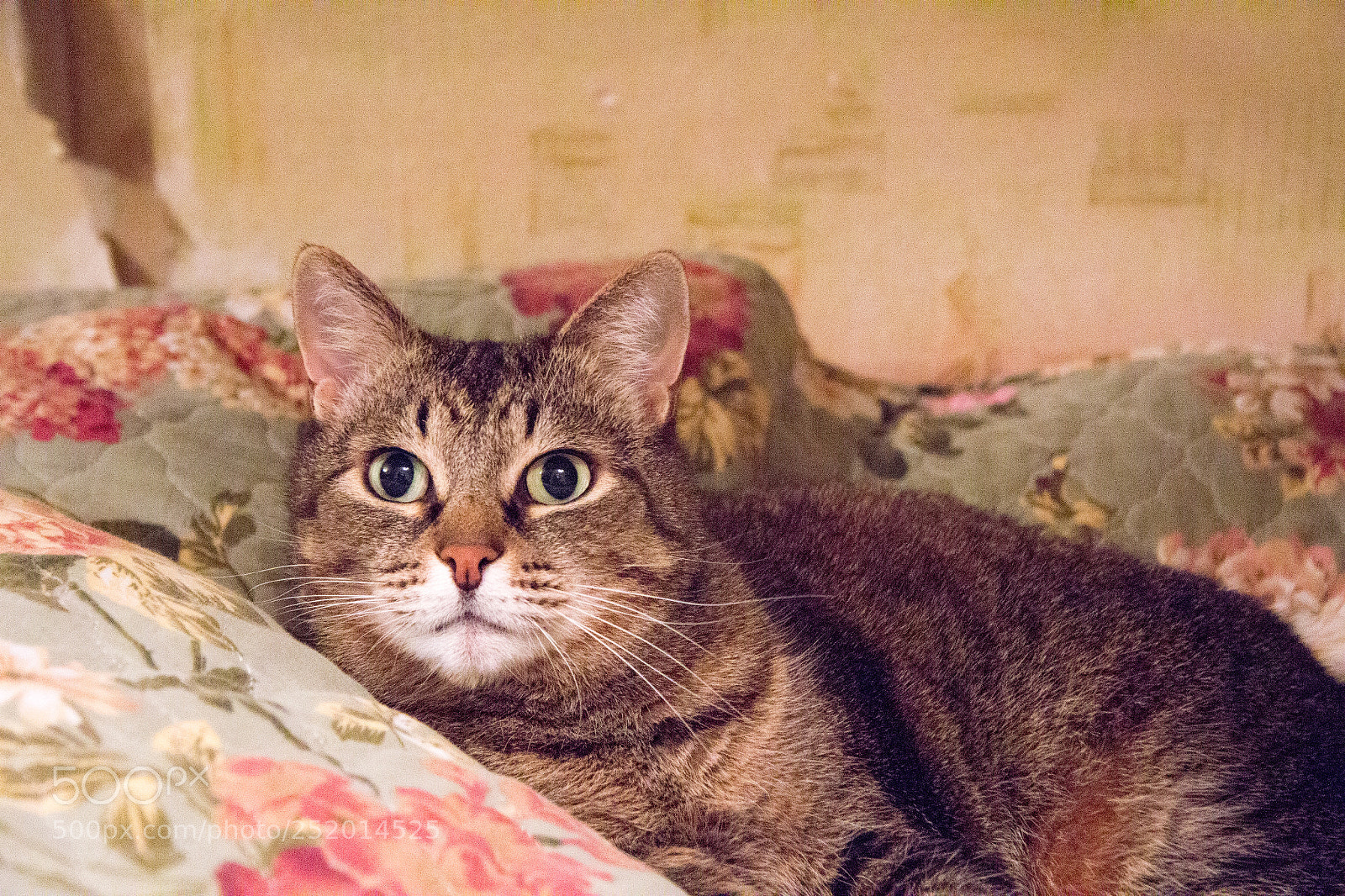 Canon EOS 60D sample photo. Img photography