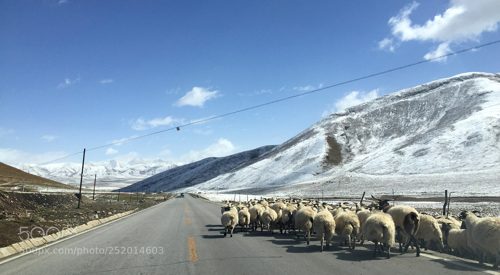 Apple iPhone 6 sample photo. Flock in the snow photography