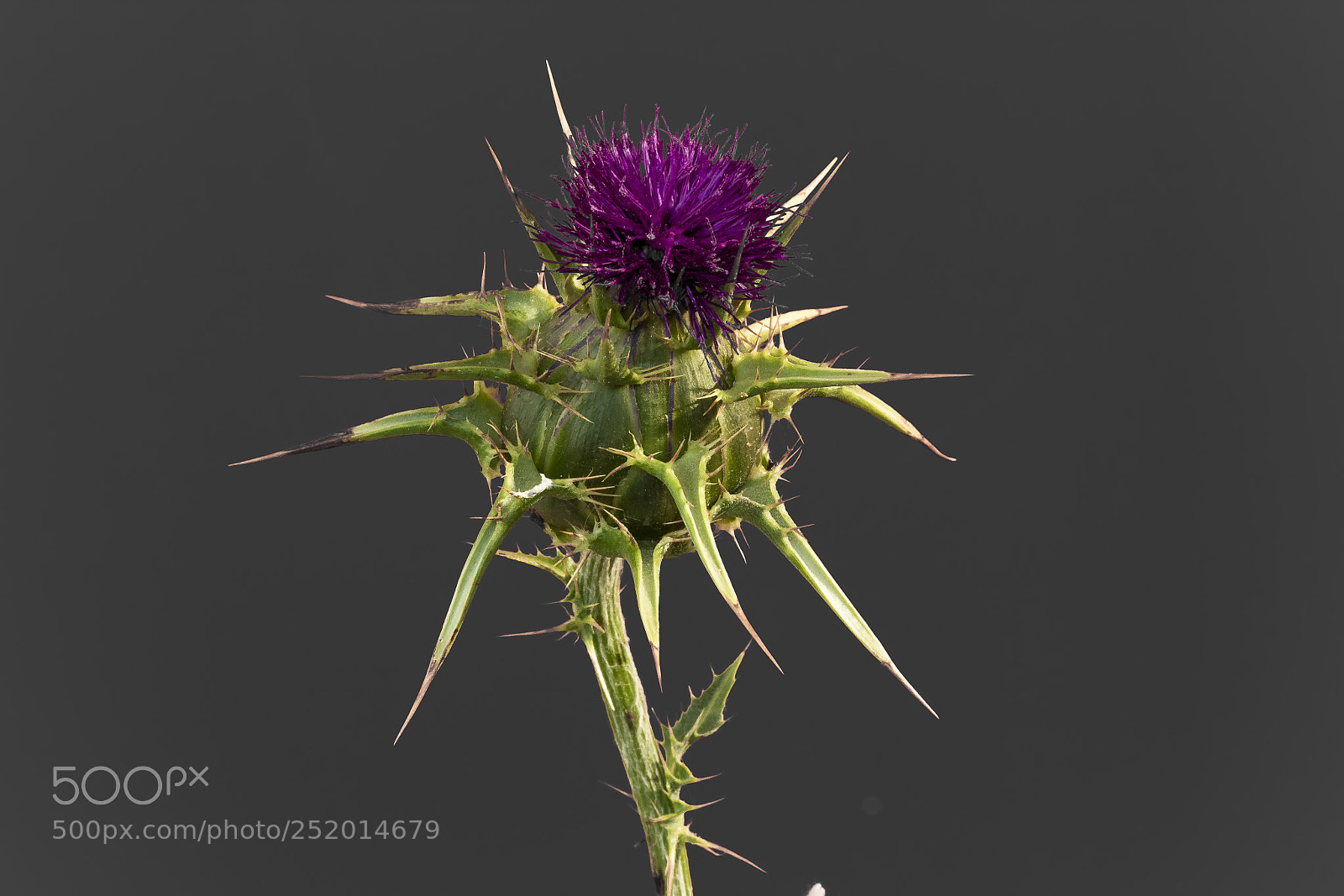 Canon EOS 600D (Rebel EOS T3i / EOS Kiss X5) sample photo. Cardo borriquero photography