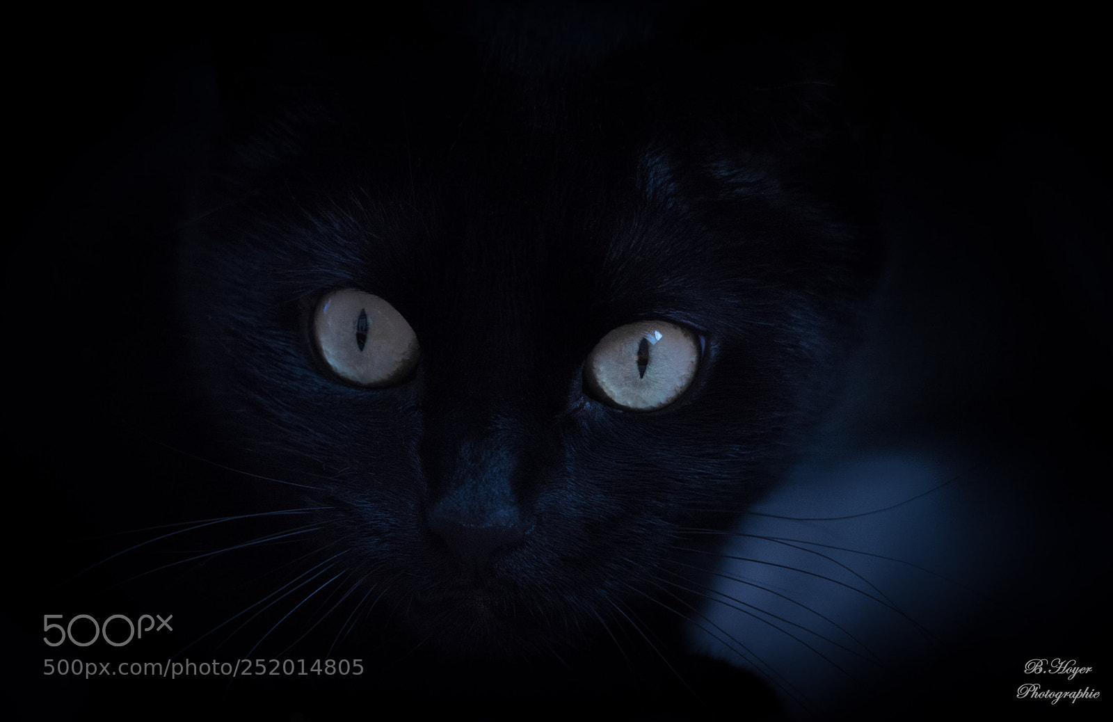 Canon EOS 6D Mark II sample photo. Black cat photography