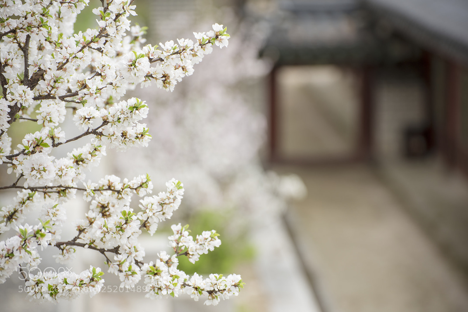 Nikon D810 sample photo. Untitled photography