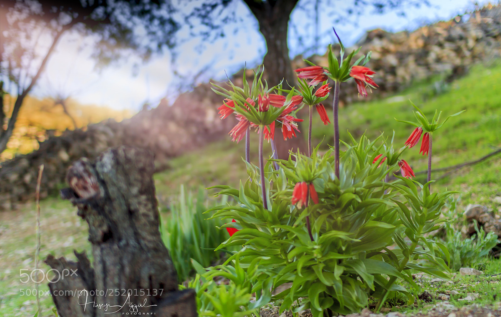 Canon EOS 60D sample photo. Ters lale photography