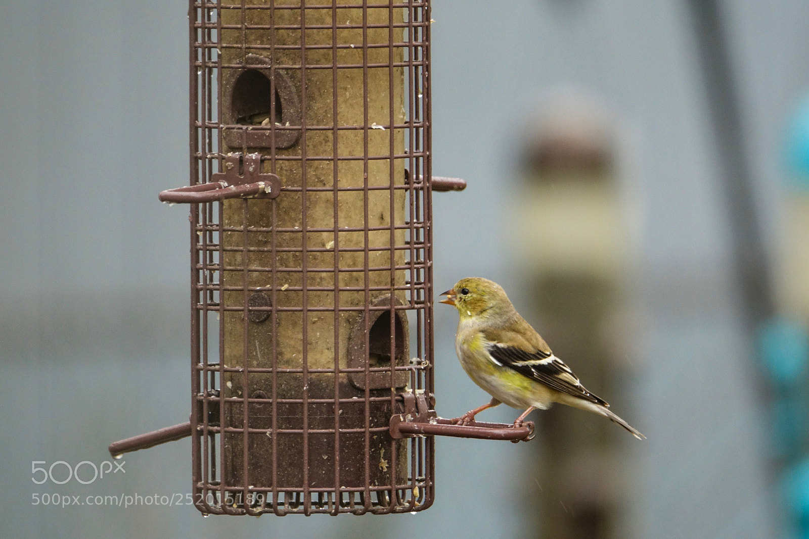 Sony Cyber-shot DSC-RX10 III sample photo. (gold)finch  photography