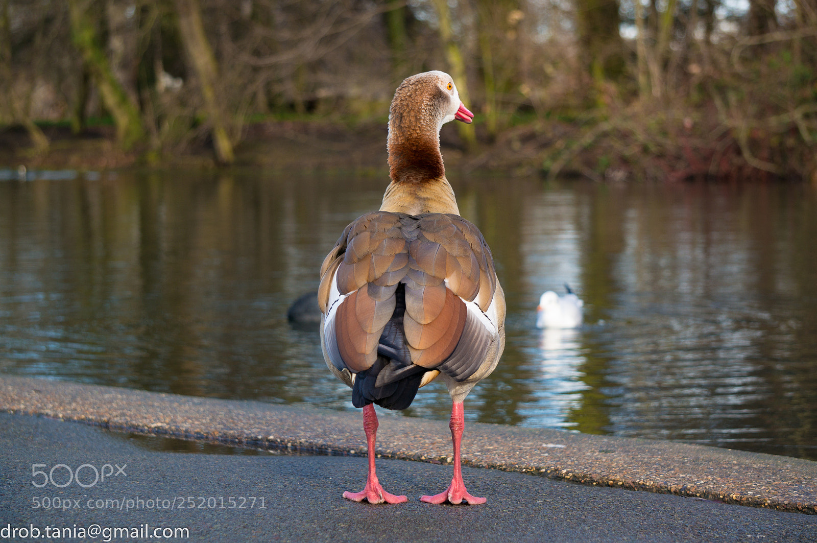 Sony Alpha NEX-5T sample photo. The duck photography