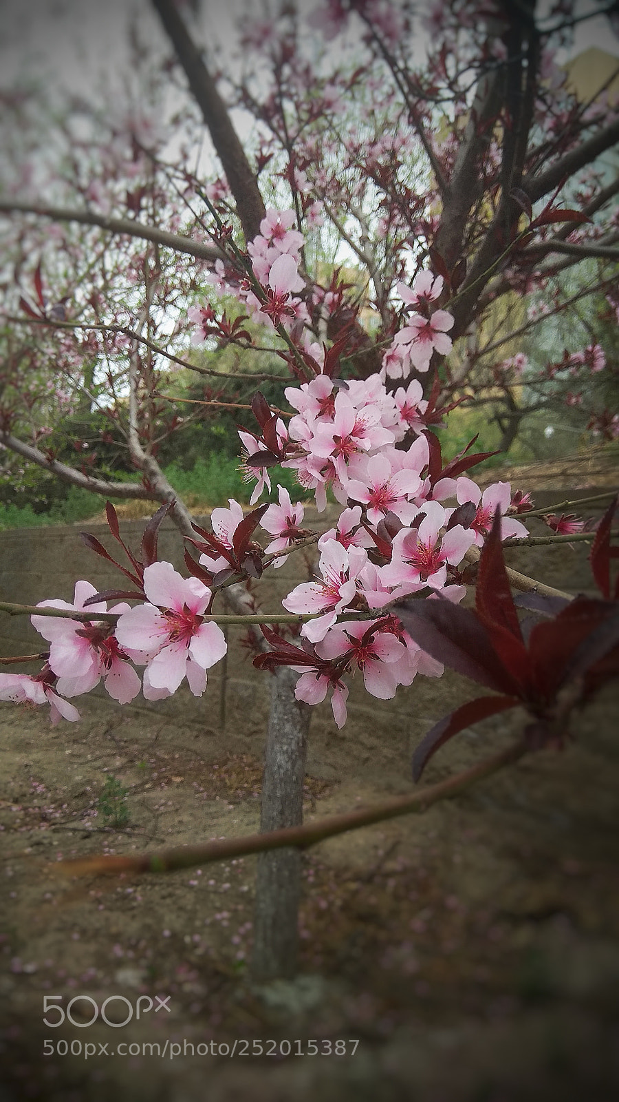 Xiaomi Redmi Note 4X sample photo. Untitled photography