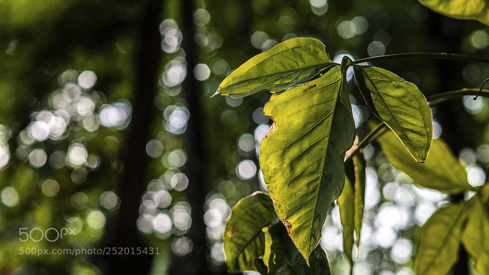 Sony a6300 sample photo. Leaves photography